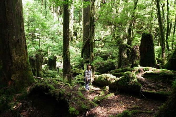 Scuba diving in Yakushima! (Guided Fun Diving for Licensed Guests) - What You Can Expect to See: Reefs, Colorful Fish, and the Turtle Hunt