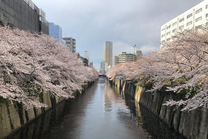Shinjuku: Food Tour – 15 Dishes & 3 Drinks at 4 Eateries - Drinks and sake culture, from beer-friendly bites to sipping arcs