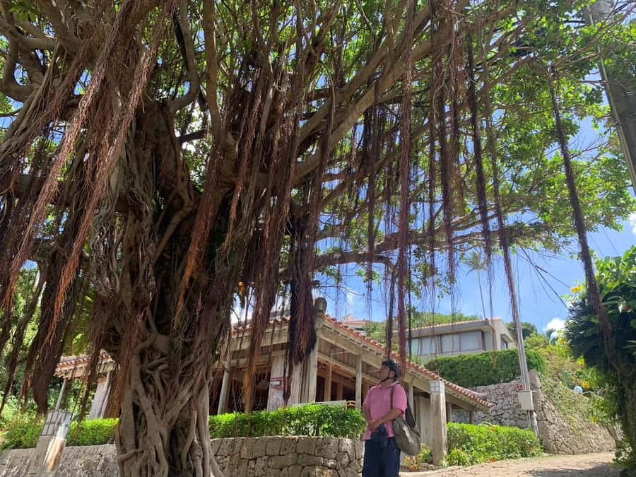 Shuri+Naha: Cycling Tour Explore Water Heritage with E-Bike - Stone steps, perennial spring, and waterfall sounds near the city