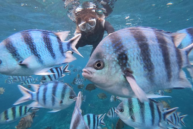 Snorkeling in the Blue Cave area【Okinawa Prefecture: Free feeding & photo images!English and Chinese speaking guide available! - Key Highlights Worth Booking For