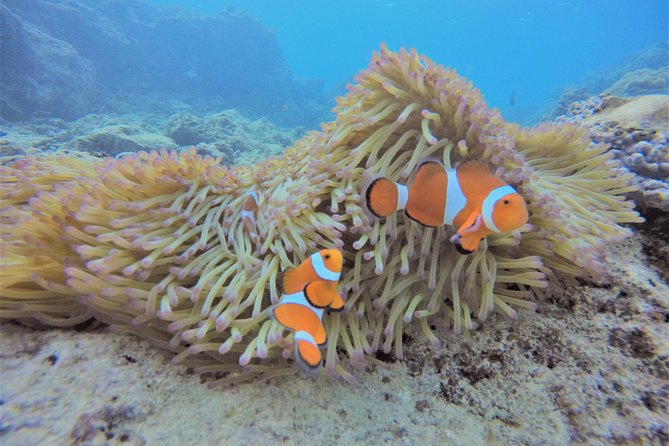 Snorkeling in the Blue Cave area【Okinawa Prefecture: Free feeding & photo images!English and Chinese speaking guide available! - Island Club Meet-Up And The Real Meaning Of Two Hours