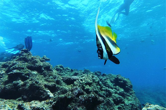 Snorkeling in the Blue Cave area【Okinawa Prefecture: Free feeding & photo images!English and Chinese speaking guide available! - Shallow-Water Training That Builds Confidence Fast