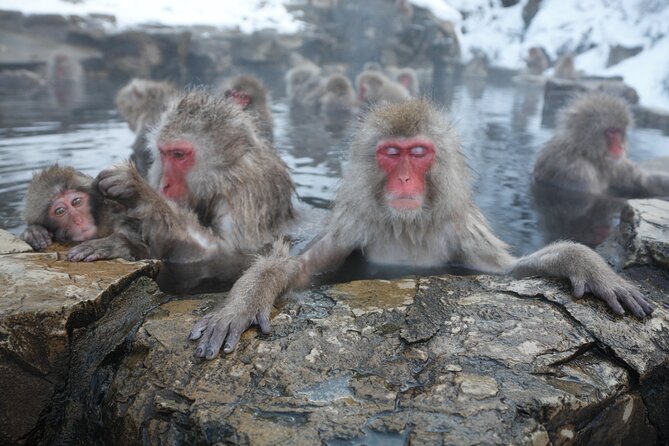 Snow Monkey Park & Miso Production Day Tour from Nagano - Key things to know before you go