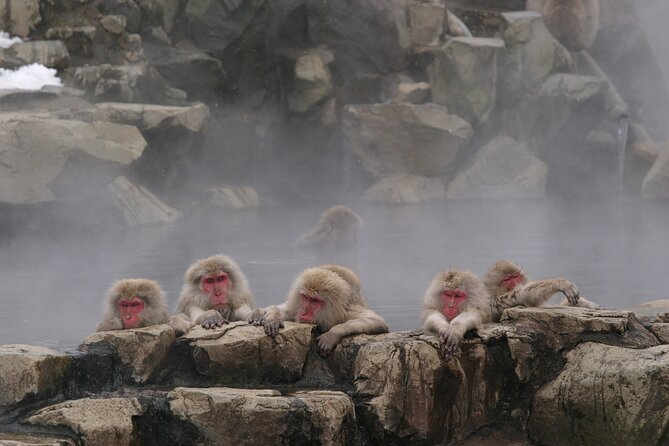 Snow Monkey Park & Miso Production Day Tour from Nagano - Jigokudani Snow Monkey Park: what the season changes