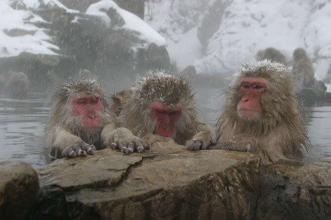 Snow Monkey Park & Miso Production Day Tour from Nagano - The 850-meter walk: warmth, grip, and slippery paths