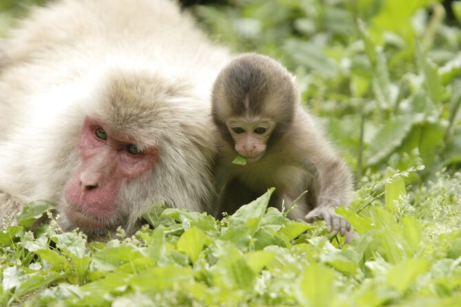 Snow Monkey Park & Miso Production Day Tour from Nagano - Wild monkeys, real rules: you cannot feed or touch