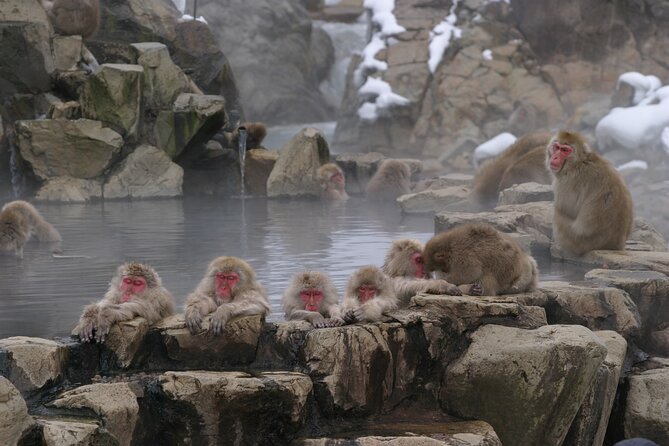 Snow Monkey Park & Miso Production Day Tour from Nagano - Getting from Nagano: meeting point, timing, and where the day ends