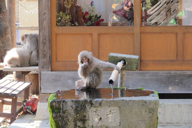 Snow Monkey & Shibu Onsen Afternoon Tour (Depart: Iiyama & Nozwa) - Shibu Onsen after the monkeys: the 30 minutes that make it feel like a place