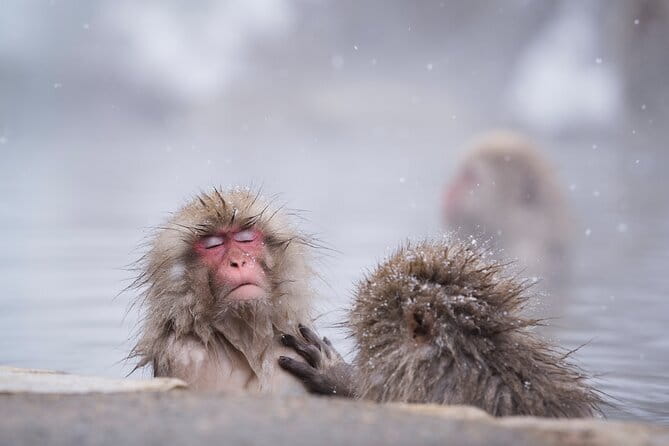 Snow Monkeys, Hokusai & Sake: A Perfect Day in Nagano - Key things to know before you go