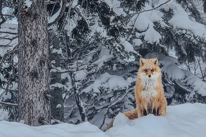 Snowshoe Adventures and Onsen Bliss Winter Escape in Furano - Daisetsuzan snowshoeing, the kind of winter you picture
