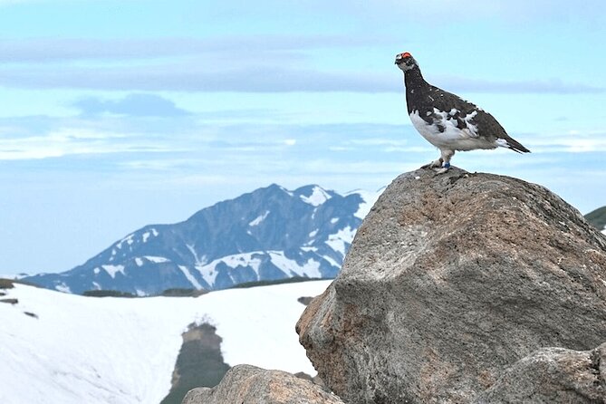 (Spring Only) 1-Day Snow Walls of Tateyama-Kurobe Alpine Route Tour - Mixed mountain transport: how the timing usually feels in practice