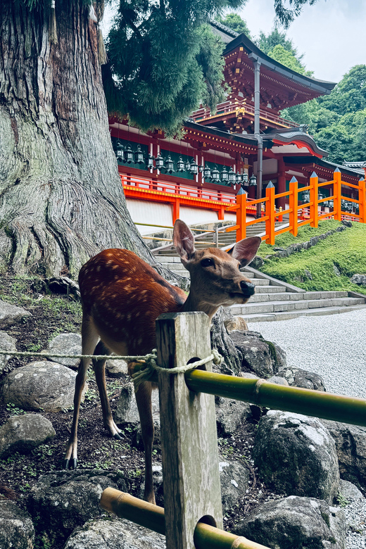 Todaiji Temple, Kasuga Shrine and Nara Park Guided Full Tour - Nigatsu-do viewpoints and the Mt. Wakakusa pass