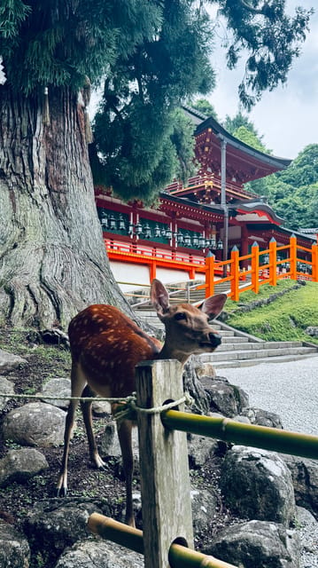 Todaiji Temple, Kasuga Shrine and Nara Park Guided Full Tour