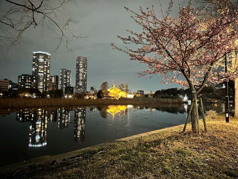 Tokyo: Akihabara, Shibuya, Karaoke & City Lights Night Tour - Price and Value, What $79 Really Covers
