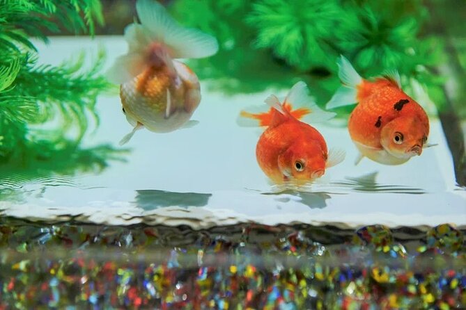 Tokyo Art Aquarium Museum E-Ticket with optional Tokyo Metro Pass - The main show: Art Aquarium Museum Ginza and the Hyakka Ryoran theme