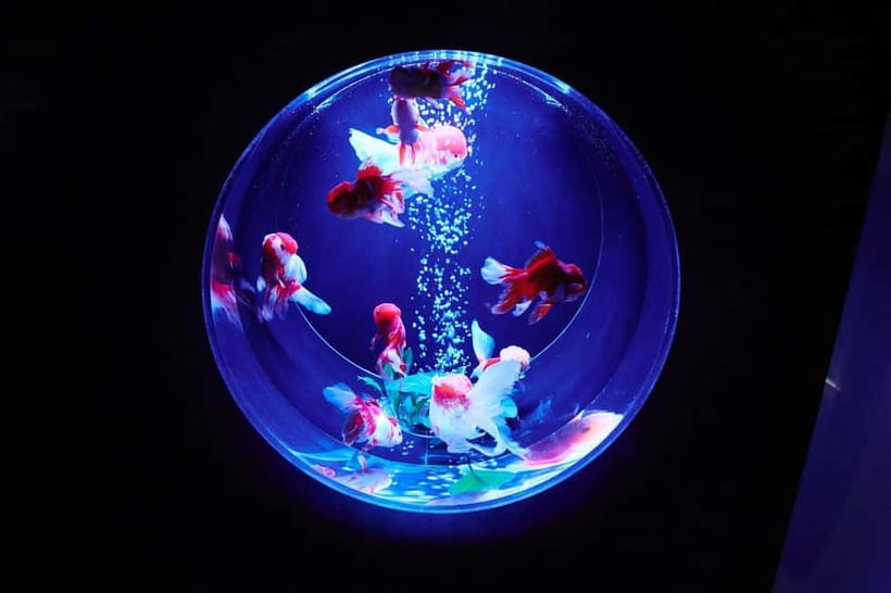 Tokyo: Art Aquarium Museum GINZA Entry Ticket - Key Things I’d Highlight Before You Go