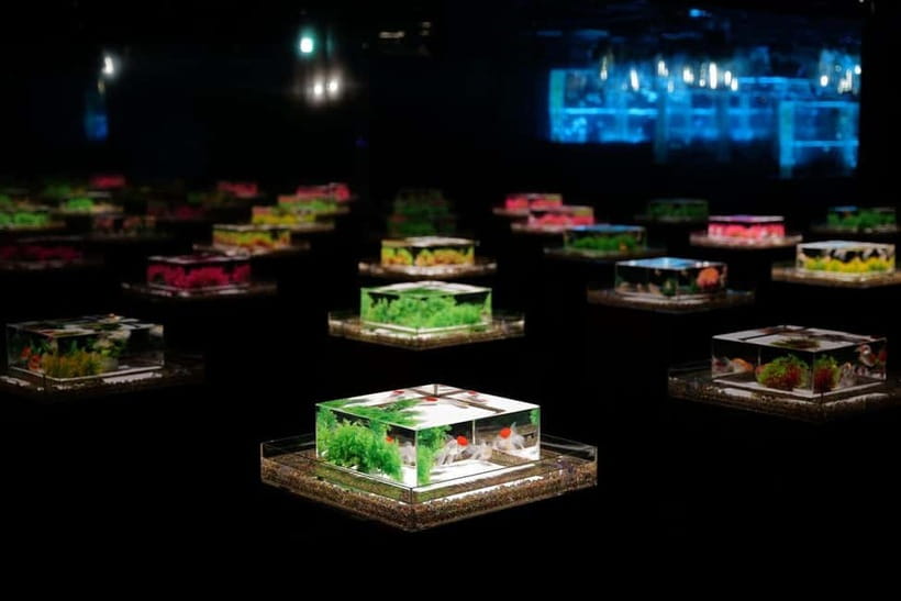 Tokyo: Art Aquarium Museum GINZA Entry Ticket - Art and Goldfish, in a Ginza Department Store