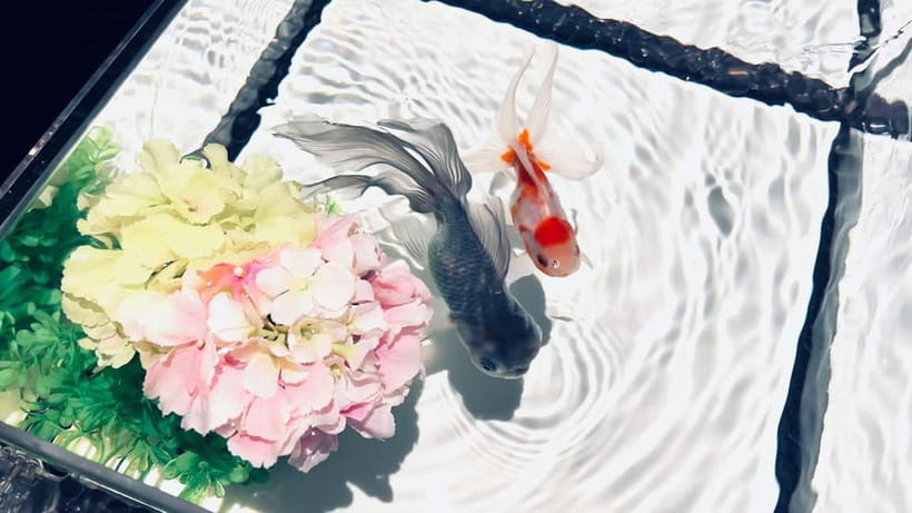 Tokyo: Art Aquarium Museum GINZA Entry Ticket - Seasonal Changes: Worth It Even If You’ve Been Before