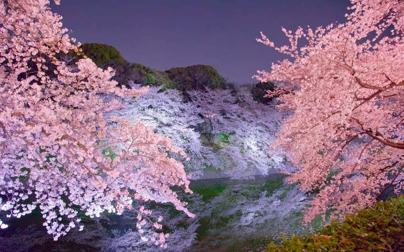 Tokyo Cherry Blossom Express Tour with Boat Ride - Key Highlights at a Glance