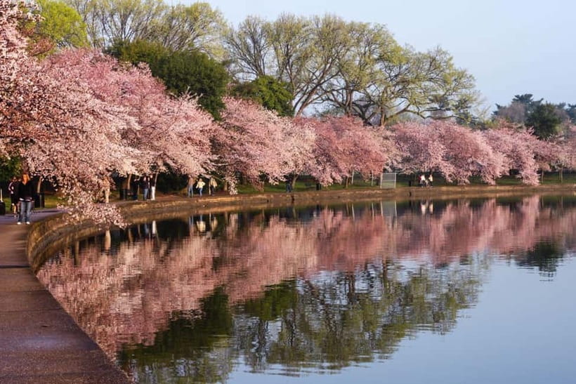 Tokyo Cherry Blossom Express Tour with Boat Ride - Why This 6-Hour Cherry Blossom Schedule Fits Tokyo