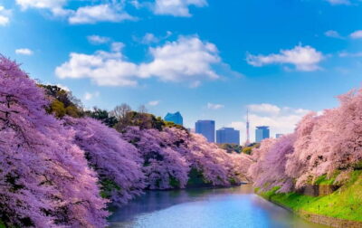 Tokyo Cherry Blossom Express Tour with Boat Ride