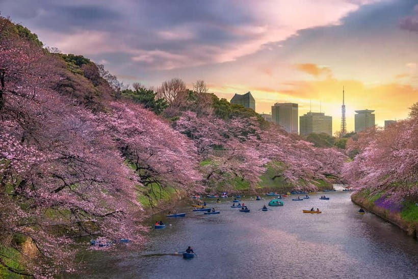 Tokyo Cherry Blossom Express Tour with Boat Ride - Guide Energy Makes the Day: Denise, Jim Smashy, and a Calm Pace