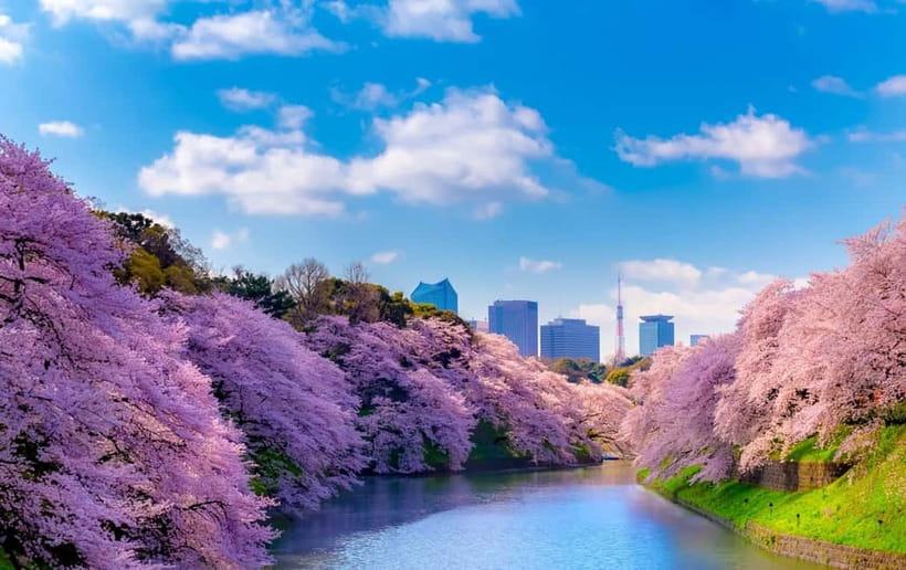 Tokyo Cherry Blossom Express Tour with Boat Ride - Meeting at Koishikawa Korakuen Garden, Then Straight Into Sakura
