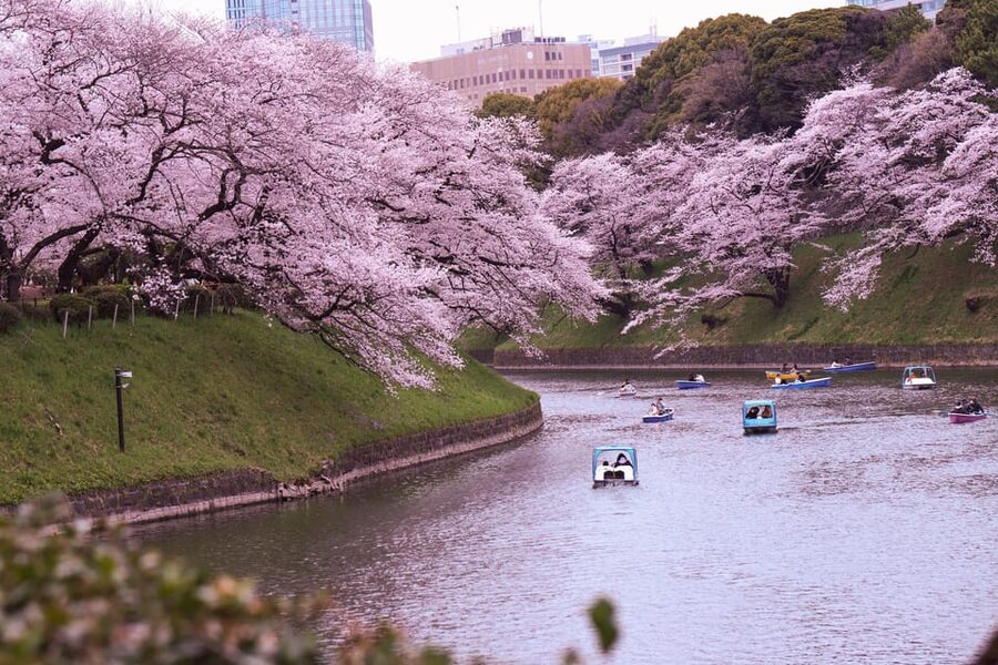 Tokyo: City Tour Tokyo With Driver - Meiji Shrine: nature, ceremony vibes, and a good pause