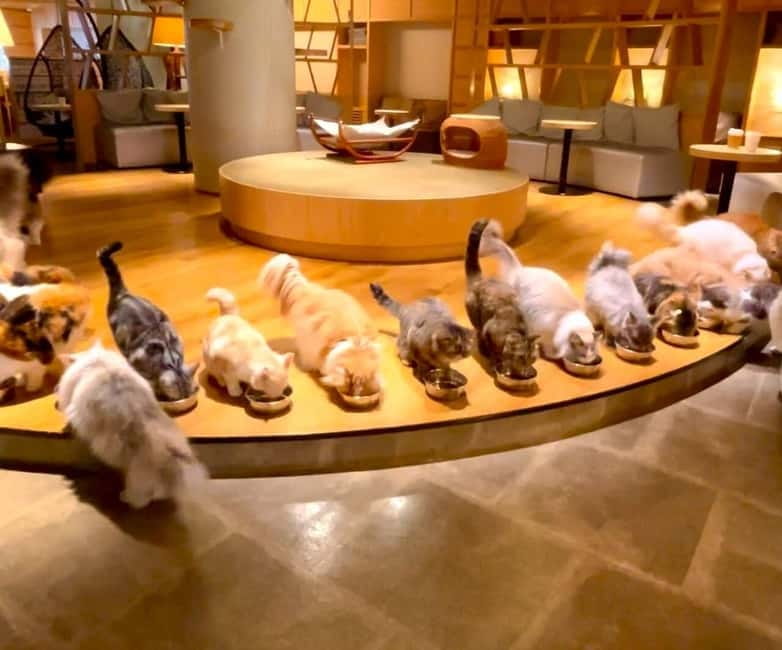 Tokyo: Gotokuji Cat Temple, Shinjuku Cat Cafe & 3D Cat Tour - Key cat-tour takeaways