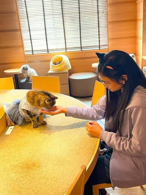 Tokyo: Gotokuji Cat Temple, Shinjuku Cat Cafe & 3D Cat Tour - The train segment to Gotokuji: built in, not an afterthought