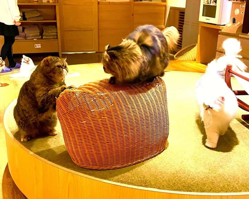 Tokyo: Gotokuji Cat Temple, Shinjuku Cat Cafe & 3D Cat Tour - Gotokuji shopping street: street food and cat-themed buys