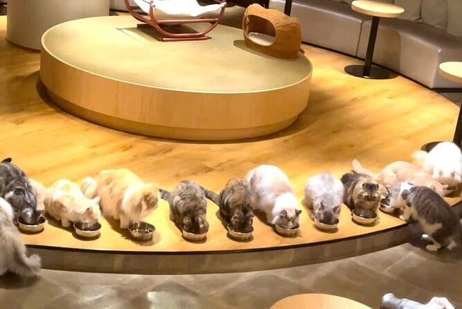 Tokyo: Gotokuji Lucky Cat Temple, Shinjuku Cat Cafe, 3D Giant Cat - A Tiny-Group Cat Route You Can Actually Enjoy