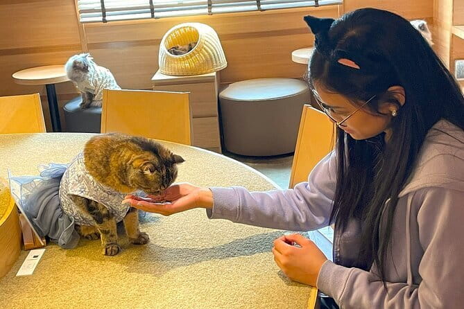 Tokyo: Gotokuji Lucky Cat Temple, Shinjuku Cat Cafe, 3D Giant Cat - Shinjuku East Exit: The Giant 3D Cat Photo Stop