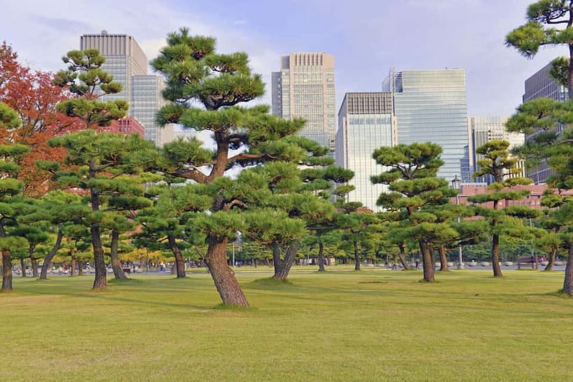 Tokyo: Half-Day Morning Small Group Tour - Booking Checklist: How to Reduce the Risk of a Bad Morning
