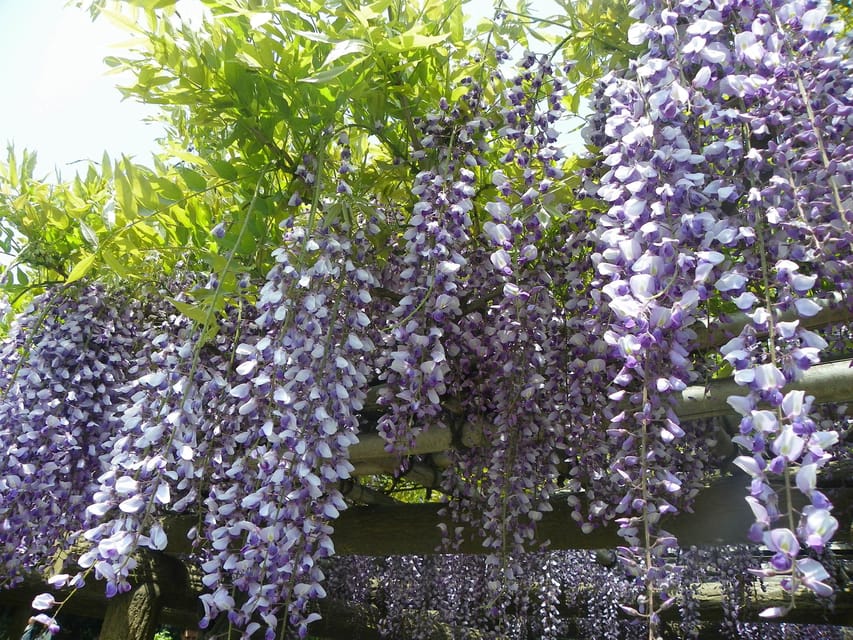 Tokyo: Hama-rikyu Gardens tour with Japanese Tea & Sweets - Hama-rikyū Gardens: an Edo-era escape you can walk through