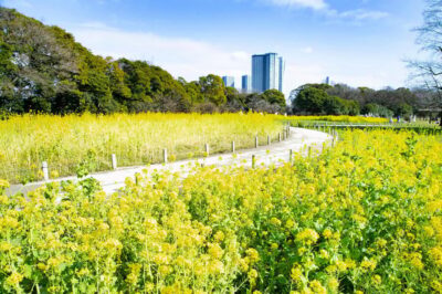 Hama-rikyu Gardens tour with Japanese Tea & Sweets