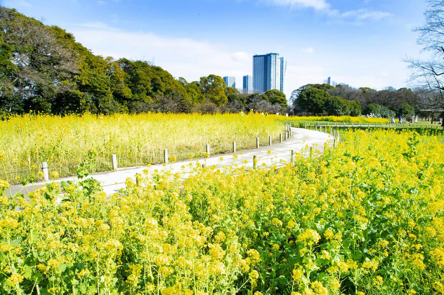 Tokyo: Hama-rikyu Gardens tour with Japanese Tea & Sweets - Your 30 minutes with the guide: what to notice in a small group