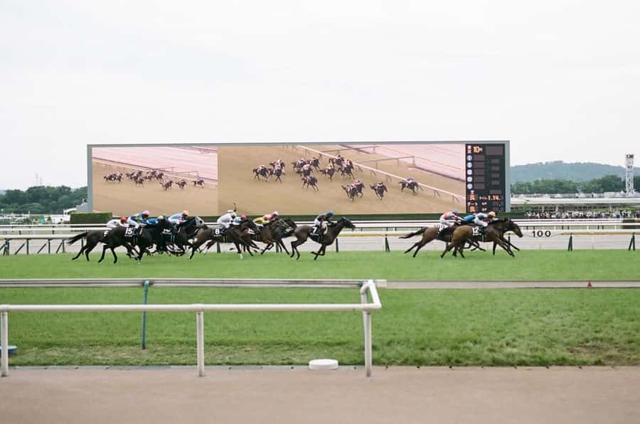 Tokyo: Horse Racing Tour with Local Fan - Choosing the racecourse by day, and how that affects your experience