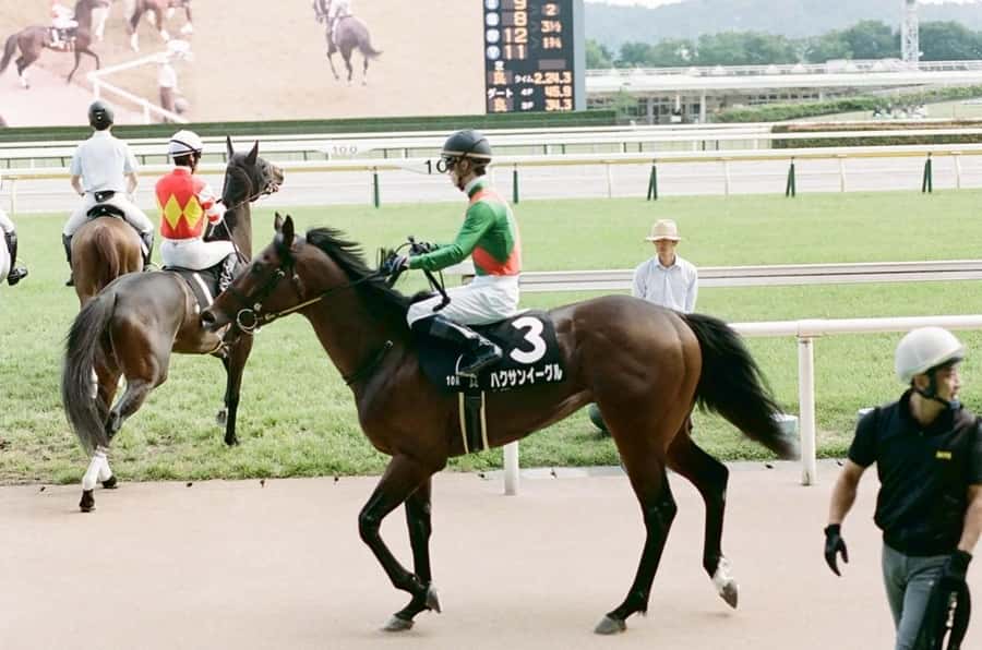 Tokyo: Horse Racing Tour with Local Fan - Food and drinks on race day, without turning it into a pricey meal plan