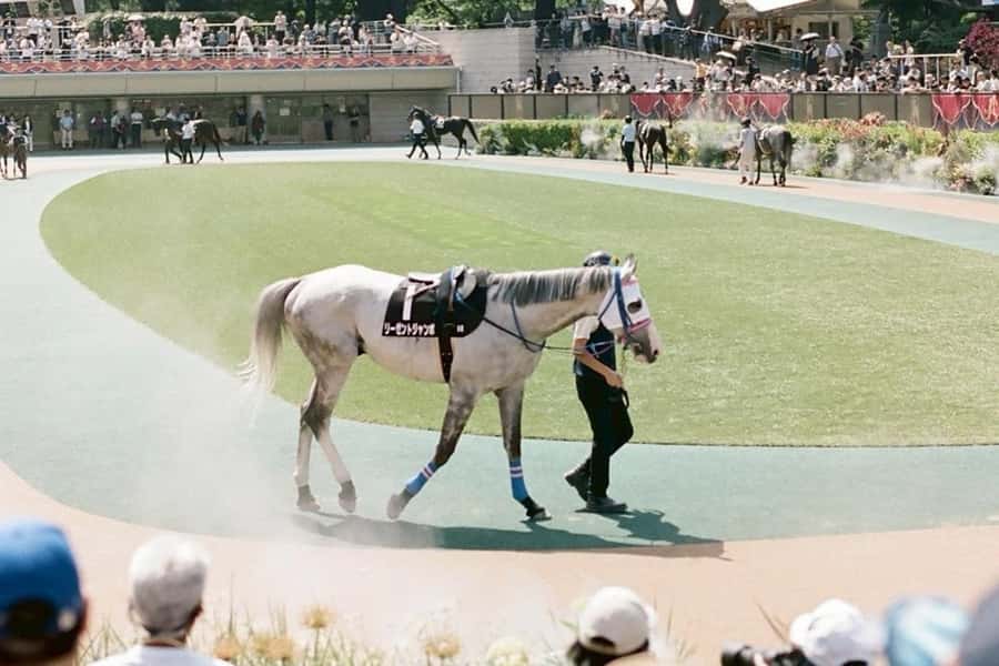 Tokyo: Horse Racing Tour with Local Fan - The itinerary flow, what you will do from start to finish