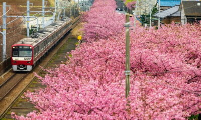 Izu Penisula Train Mt Omuro, Capybara Sightseeing Trip