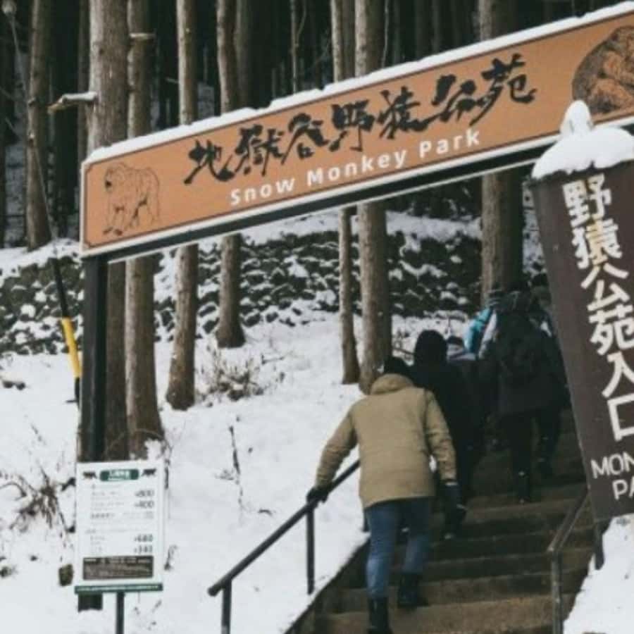 Tokyo: Luxury Snow Monkey Park Private Tour In Land Cruiser - Key Things to Know (Before You Go)