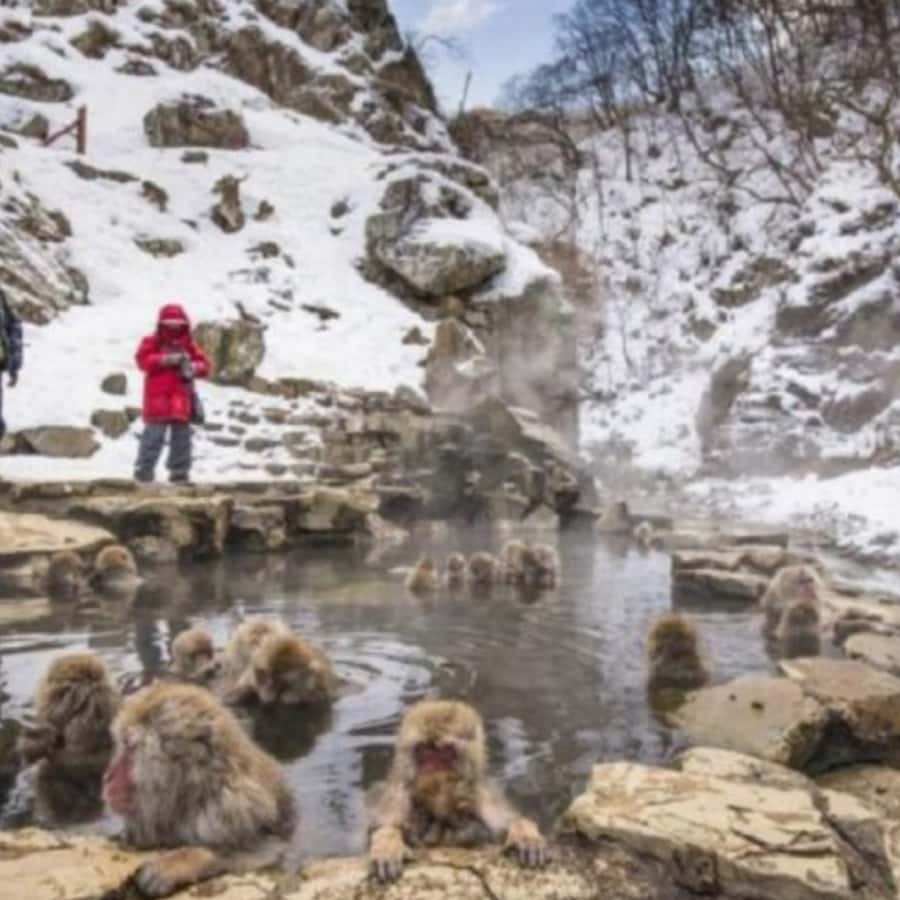 Tokyo: Luxury Snow Monkey Park Private Tour In Land Cruiser - Tokyo to Nagano by Luxury Land Cruiser, Without the Stress