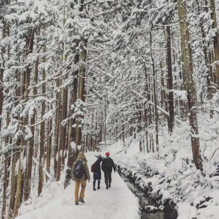Tokyo: Luxury Snow Monkey Park Private Tour In Land Cruiser - Zenko-ji Temple Visit in Nagano: Quiet Time With a 1,400-Year Timeline