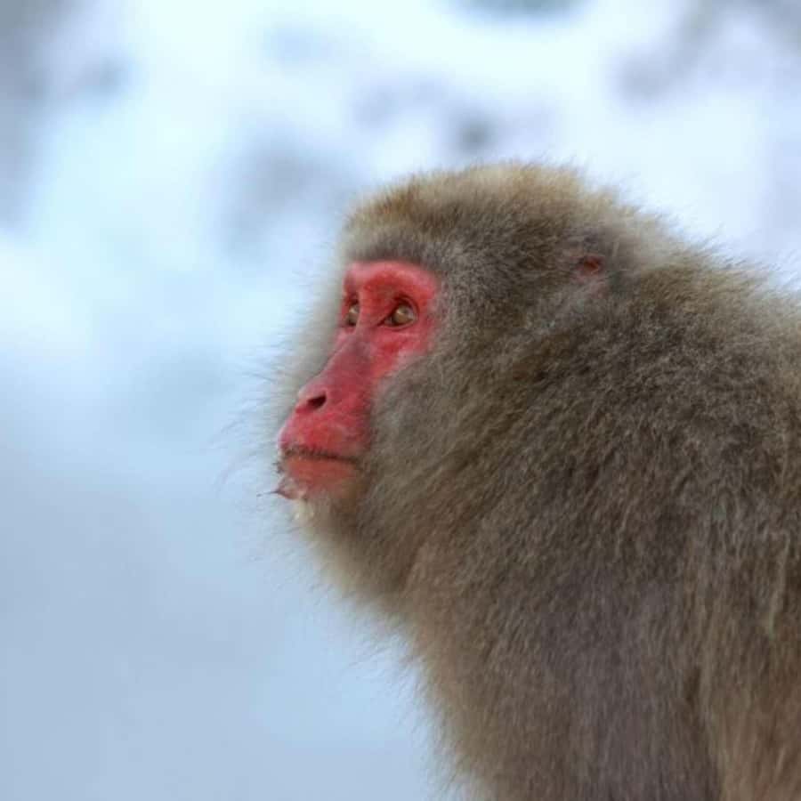 Tokyo: Luxury Snow Monkey Park Private Tour In Land Cruiser - Comfort, Language, and Photo Help: What Makes the Guide Role Matter