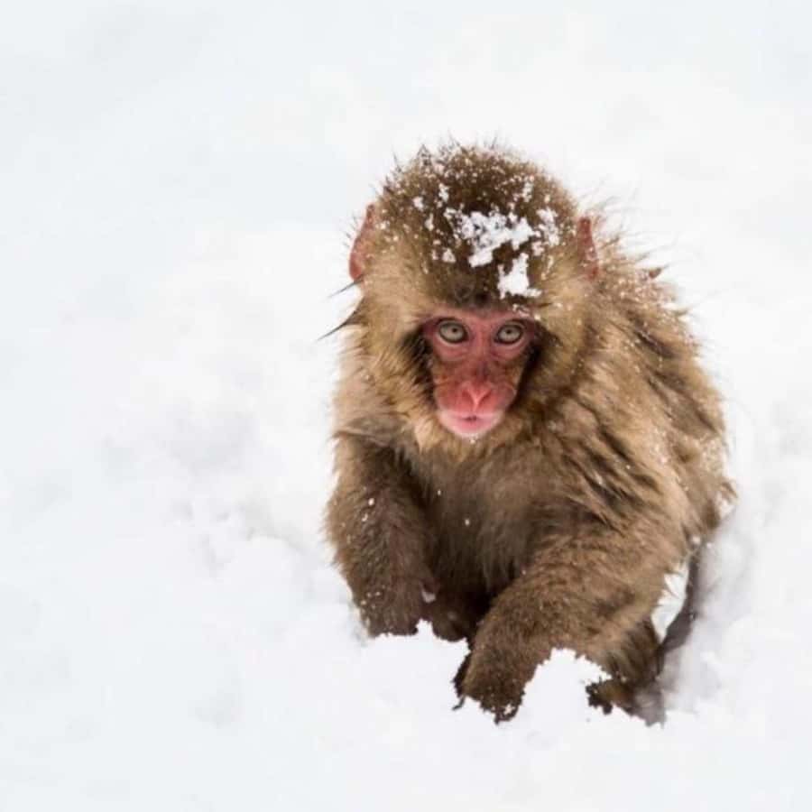 Tokyo: Luxury Snow Monkey Park Private Tour In Land Cruiser - Snow Monkey Park at Jigokudani: Hot Springs and Cold Air in One Frame