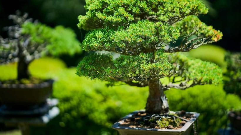 Tokyo: Meiji Shrine Walking Tour — Shinto & Imperial System - Emperor Meiji’s poetry: a human entry point to history