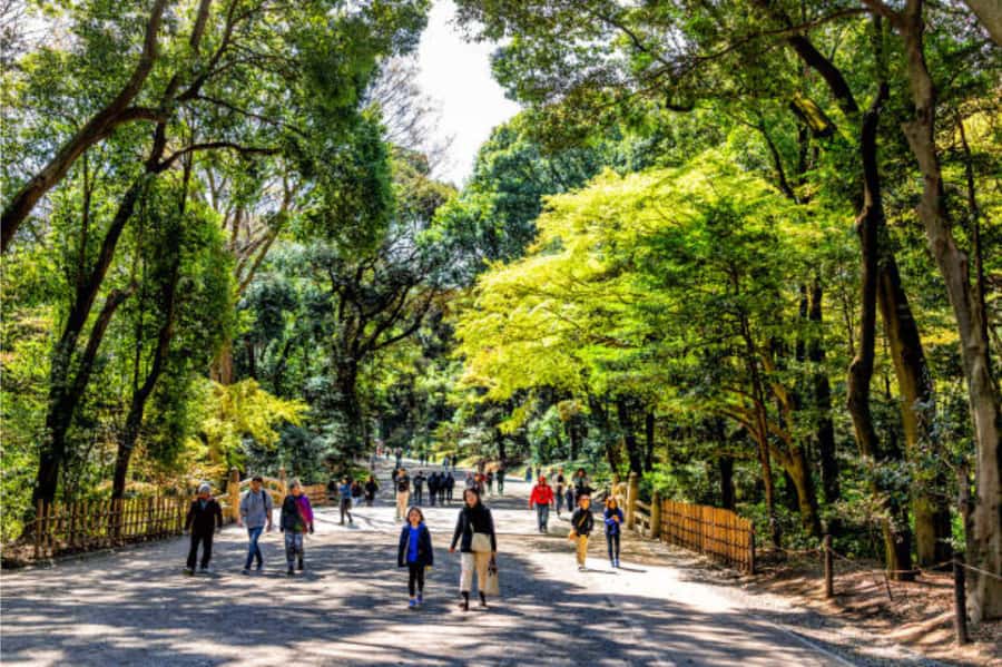 Tokyo: Meiji Shrine Walking Tour with Local Guide - Why Meiji Jingu hits better on foot with a local guide