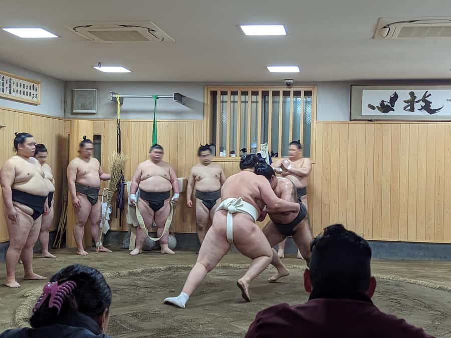 Tokyo: Morning Sumo Practice Viewing - What you will see during the three-hour training session