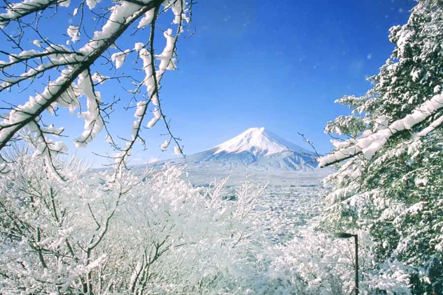 Tokyo: Mount Fuji Day Trip with Scenic & Local Stops - Niikurayama Asama Park: hilltop Fuji views and shooting tips